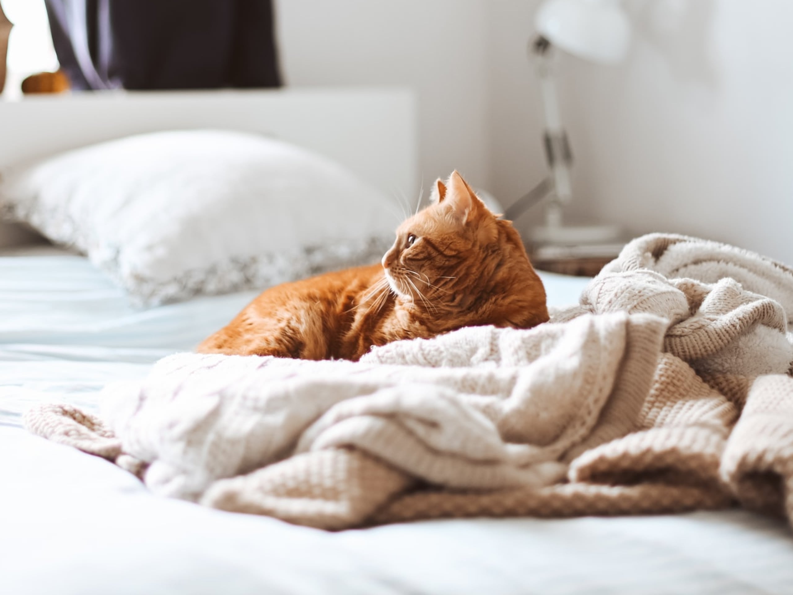 How and when to bathe a cat